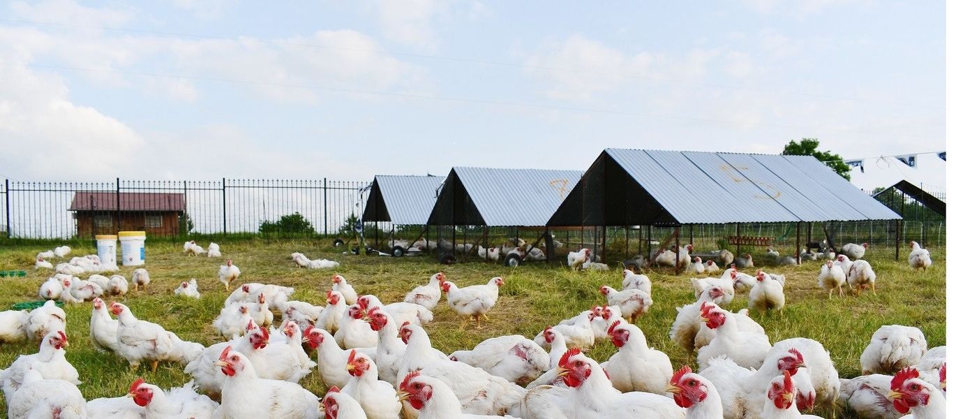 Qualità Trace Minerals chelatato Fabbrica