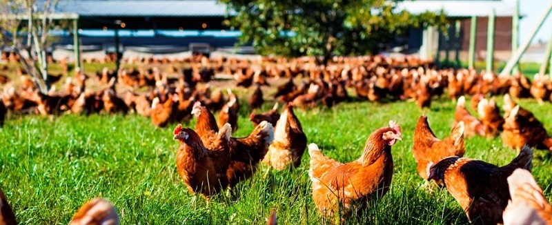 Qualità Selenio nano Servizio