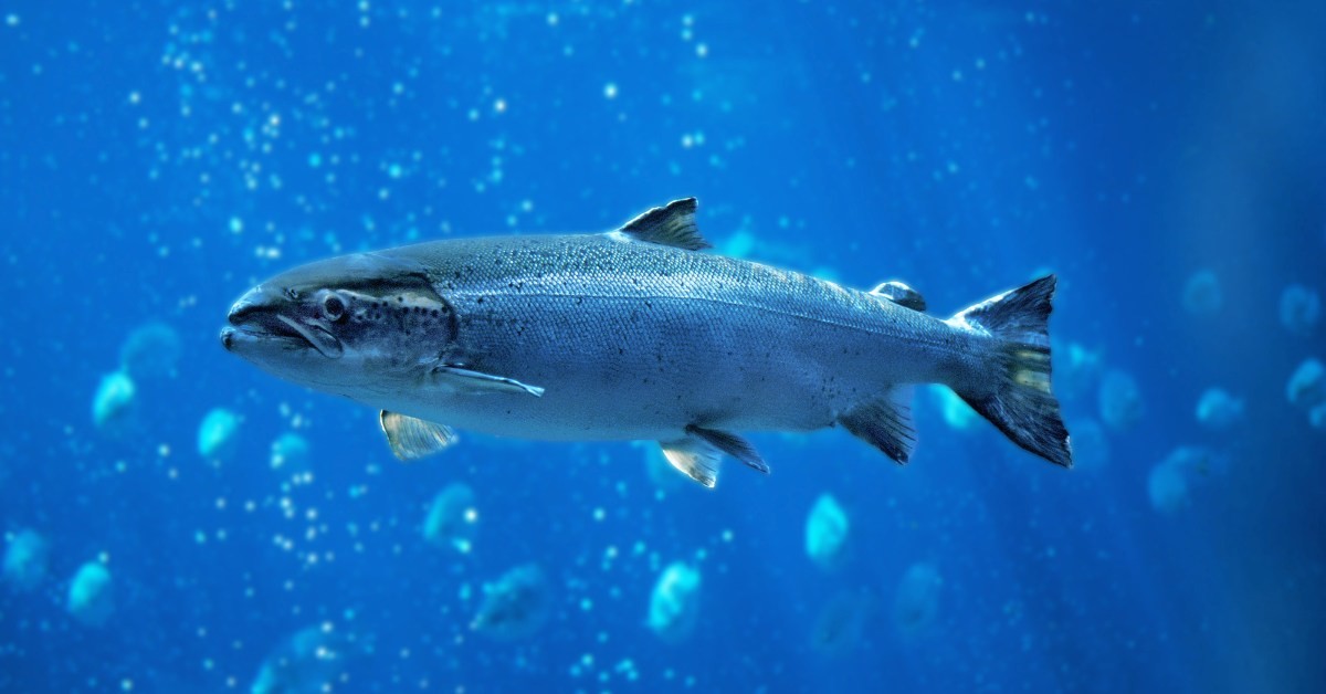 Qualità Prodotto animale di sanità Servizio