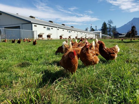 FeSO4.H2O Copper Sulphate Powder Water Soluble Inorganic Trace Minerals