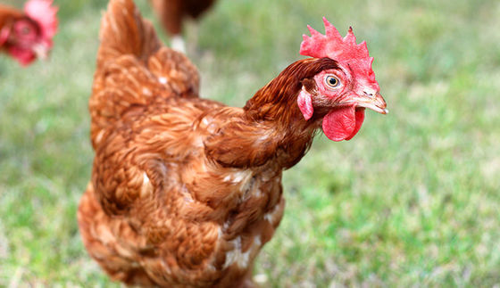 High Biological Value Sulfate Salts Mg2 15% Magnesium Sulfate Monohydrate