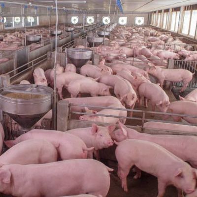 Feed Grade Animal Health Care Product 0.1% Pig Compound Premix Feed S101