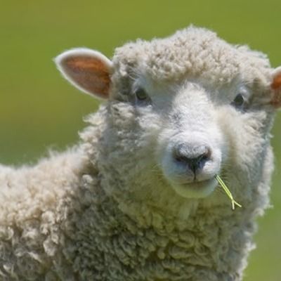 Met 78% Copper Methionine Powder Light Blue Powder For Feed Additives