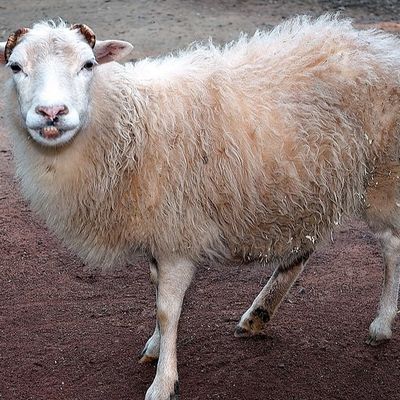 NH4Cl Ammonium Chloride Promote Growth Inorganic Trace Minerals For Feed Additives