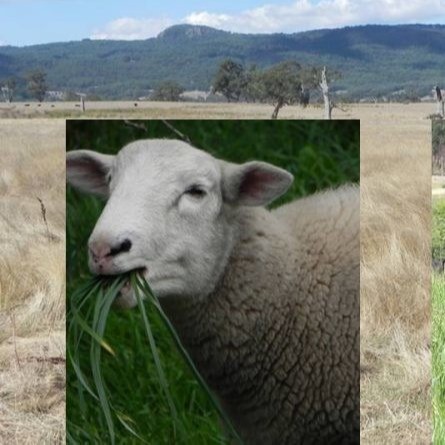 Organic Trace Element Glycinate Copper Chelate Blue Powder For Feed Additives Gly≥26% Cu2+≥23%  Gly≥17% Cu2+≥15%