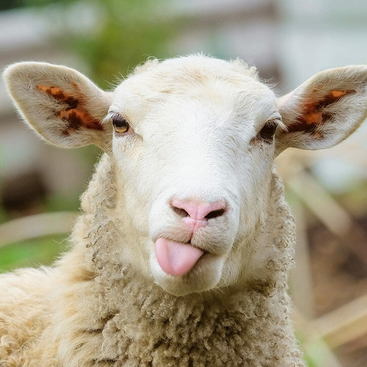 Prevent Anemia Cobalt Chloride For Feed Additives 57A1