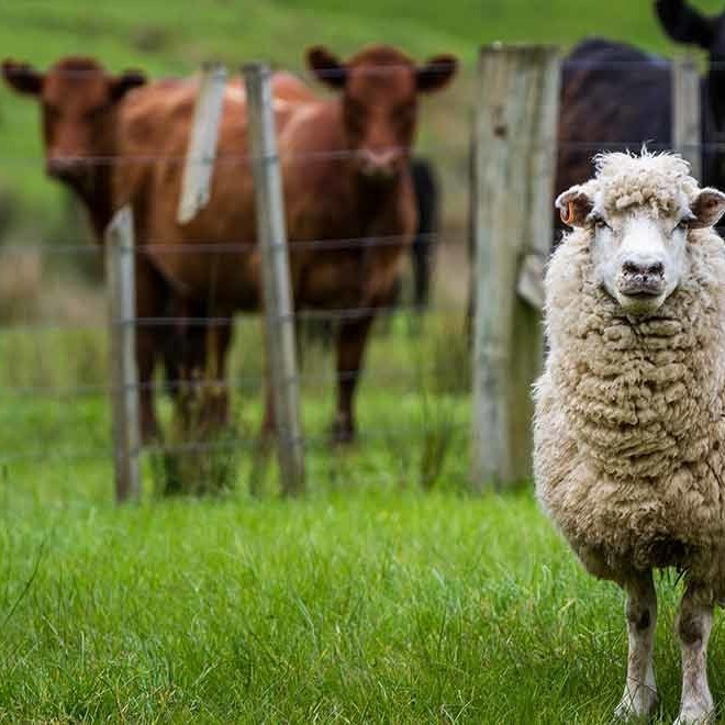 TQ602 Chelated Trace Elements Disease Resistance Zinc Hydroxymethione GMP